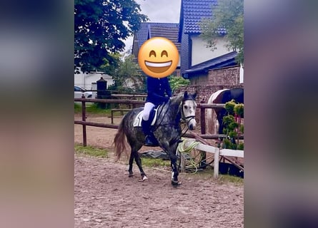 Altri pony/cavalli di piccola taglia Mix, Castrone, 6 Anni, 148 cm