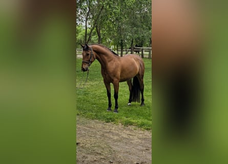 Altri pony/cavalli di piccola taglia, Castrone, 6 Anni, 150 cm