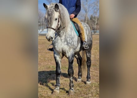 Altri pony/cavalli di piccola taglia, Castrone, 6 Anni, 162 cm