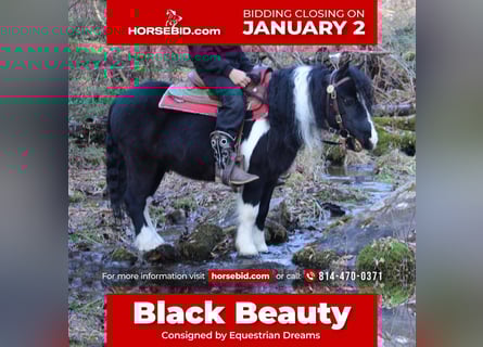 Altri pony/cavalli di piccola taglia, Castrone, 6 Anni, 91 cm