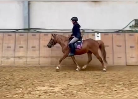 Altri pony/cavalli di piccola taglia, Castrone, 7 Anni, 130 cm, Baio