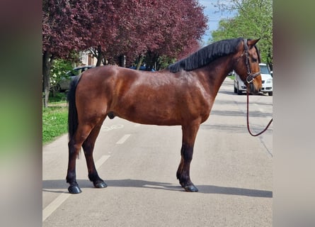 Altri pony/cavalli di piccola taglia, Castrone, 7 Anni, 145 cm, Baio
