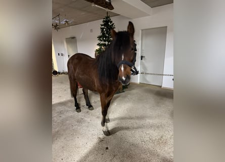 Altri pony/cavalli di piccola taglia, Castrone, 7 Anni, 145 cm