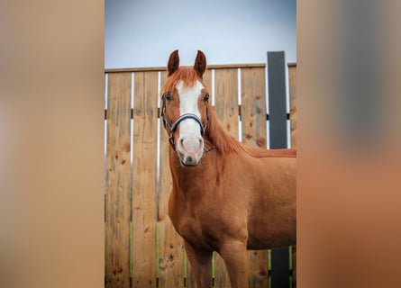 Altri pony/cavalli di piccola taglia, Castrone, 7 Anni, 147 cm, Sauro