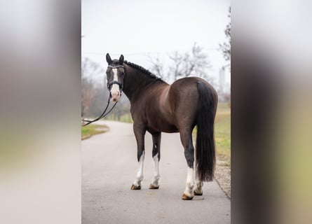 Altri pony/cavalli di piccola taglia Mix, Castrone, 7 Anni, 148 cm, Morello