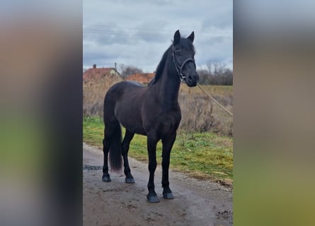 Altri pony/cavalli di piccola taglia, Castrone, 7 Anni, 150 cm