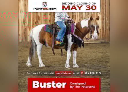 Altri pony/cavalli di piccola taglia, Castrone, 8 Anni, 102 cm