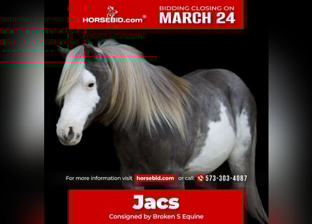 Altri pony/cavalli di piccola taglia, Castrone, 8 Anni, 109 cm