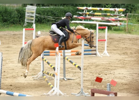 Altri pony/cavalli di piccola taglia, Castrone, 8 Anni, 148 cm, Palomino
