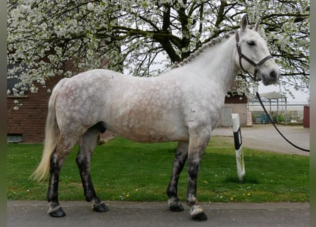 Altri pony/cavalli di piccola taglia, Castrone, 8 Anni, 154 cm