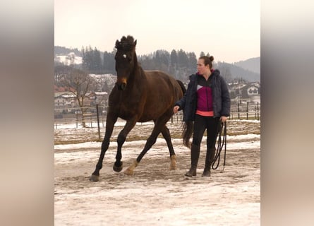 Altri pony/cavalli di piccola taglia, Castrone, 8 Anni, 155 cm, Morello