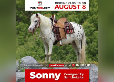 Altri pony/cavalli di piccola taglia, Castrone, 9 Anni, 112 cm, Bianco