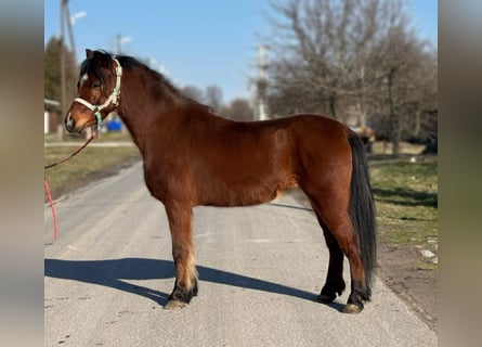 Altri pony/cavalli di piccola taglia, Castrone, 9 Anni, 128 cm, Baio