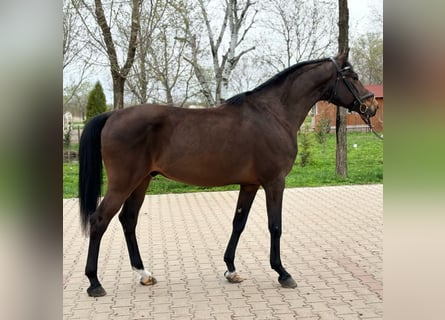 Altri pony/cavalli di piccola taglia, Castrone, 9 Anni, 153 cm, Baio