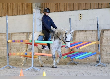 Altri pony/cavalli di piccola taglia, Giumenta, 10 Anni, 127 cm, Bianco