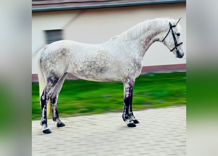 Altri pony/cavalli di piccola taglia, Giumenta, 10 Anni, 145 cm, Grigio