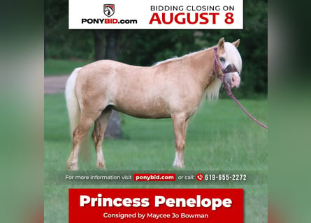Altri pony/cavalli di piccola taglia, Giumenta, 11 Anni, 99 cm, Palomino