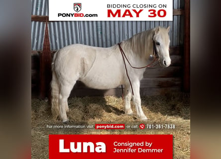 Altri pony/cavalli di piccola taglia, Giumenta, 13 Anni, Grigio