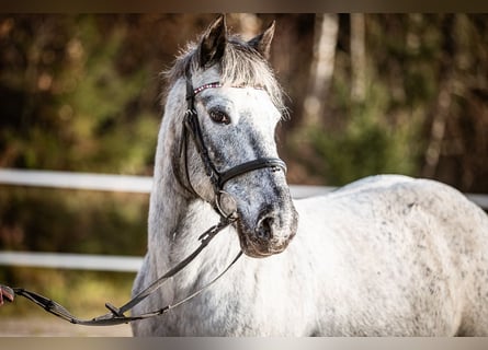 Altri pony/cavalli di piccola taglia, Giumenta, 14 Anni, 135 cm, Grigio