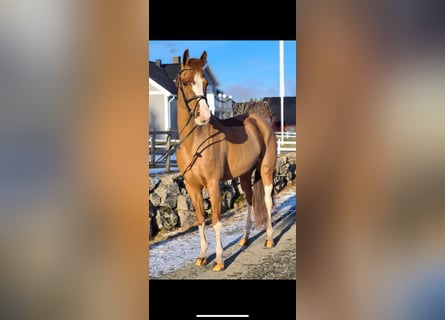 Altri pony/cavalli di piccola taglia, Giumenta, 14 Anni, 145 cm, Sauro