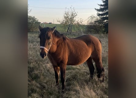 Altri pony/cavalli di piccola taglia, Giumenta, 16 Anni, 130 cm, Baio