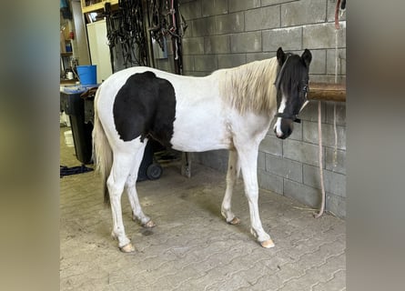 Altri pony/cavalli di piccola taglia Mix, Giumenta, 1 Anno, 135 cm, Pezzato