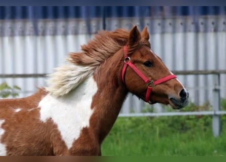 Altri pony/cavalli di piccola taglia, Giumenta, 24 Anni, 135 cm, Pezzato