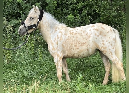 Altri pony/cavalli di piccola taglia, Giumenta, 2 Anni, 110 cm, Leopard