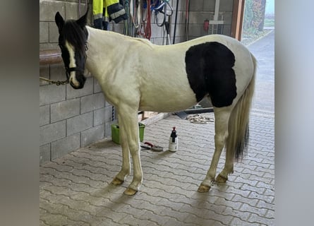 Altri pony/cavalli di piccola taglia, Giumenta, 2 Anni, 135 cm, Pezzato