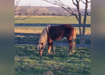 Altri pony/cavalli di piccola taglia, Giumenta, 3 Anni, 130 cm, Sauro