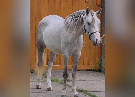 Altri pony/cavalli di piccola taglia, Giumenta, 3 Anni, 134 cm, Grigio pezzato