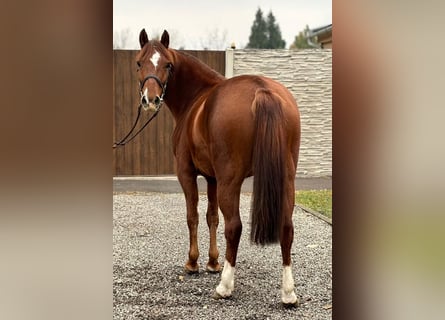 Altri pony/cavalli di piccola taglia, Giumenta, 4 Anni, 140 cm, Sauro