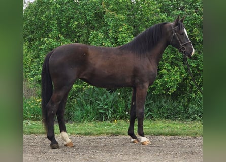 Altri pony/cavalli di piccola taglia, Giumenta, 4 Anni, 142 cm, Baio