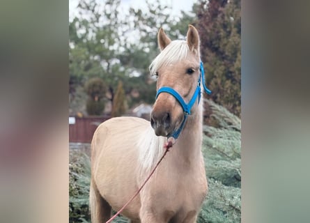 Altri pony/cavalli di piccola taglia, Giumenta, 4 Anni, 142 cm