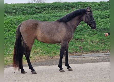 Altri pony/cavalli di piccola taglia, Giumenta, 4 Anni, 145 cm, Baio