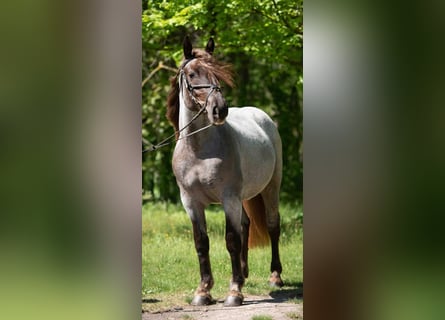 Altri pony/cavalli di piccola taglia, Giumenta, 4 Anni, 145 cm