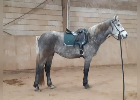 Altri pony/cavalli di piccola taglia, Giumenta, 4 Anni, 152 cm, Grigio ferro