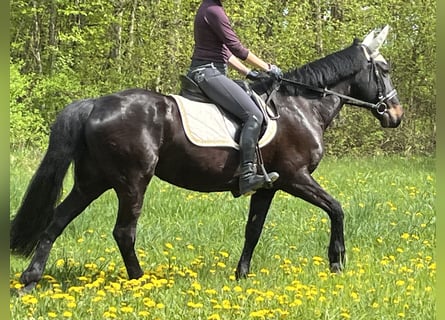 Altri pony/cavalli di piccola taglia, Giumenta, 4 Anni, 155 cm, Morello