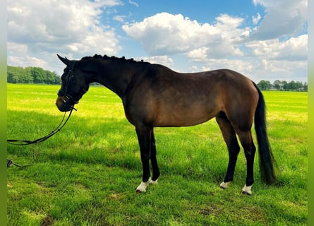 Altri pony/cavalli di piccola taglia, Giumenta, 5 Anni, 136 cm, Baio scuro