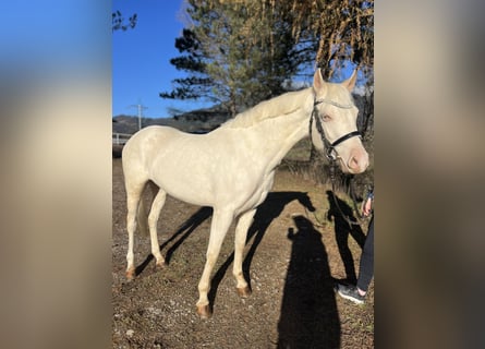 Altri pony/cavalli di piccola taglia, Giumenta, 5 Anni, 137 cm, Cremello