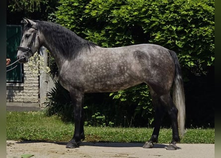 Altri pony/cavalli di piccola taglia, Giumenta, 5 Anni, 139 cm