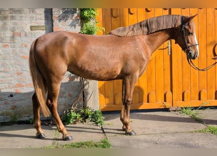 Altri pony/cavalli di piccola taglia, Giumenta, 5 Anni, 142 cm, Sauro