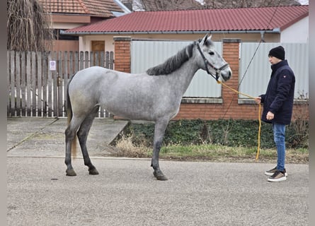 Altri pony/cavalli di piccola taglia, Giumenta, 5 Anni, 143 cm