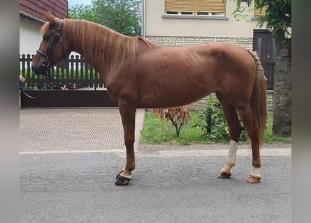 Altri pony/cavalli di piccola taglia, Giumenta, 5 Anni, 143 cm, Sauro
