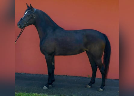 Altri pony/cavalli di piccola taglia, Giumenta, 5 Anni, 145 cm, Morello
