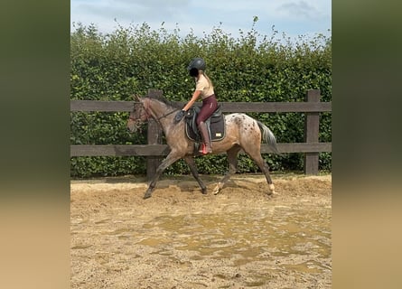 Altri pony/cavalli di piccola taglia, Giumenta, 5 Anni, 148 cm, Leopard