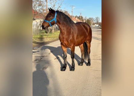 Altri pony/cavalli di piccola taglia, Giumenta, 5 Anni, 154 cm