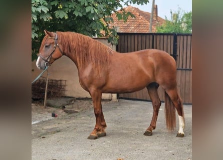 Altri pony/cavalli di piccola taglia, Giumenta, 5 Anni, 157 cm, Sauro