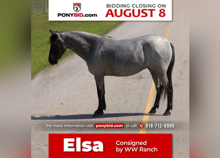 Altri pony/cavalli di piccola taglia, Giumenta, 6 Anni, 127 cm, Roano blu