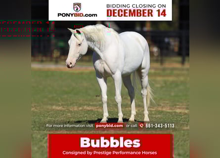 Altri pony/cavalli di piccola taglia, Giumenta, 6 Anni, 130 cm, Bianco
